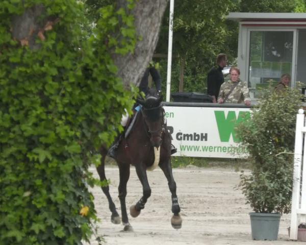 Torneio Equestre Viernheim 2026