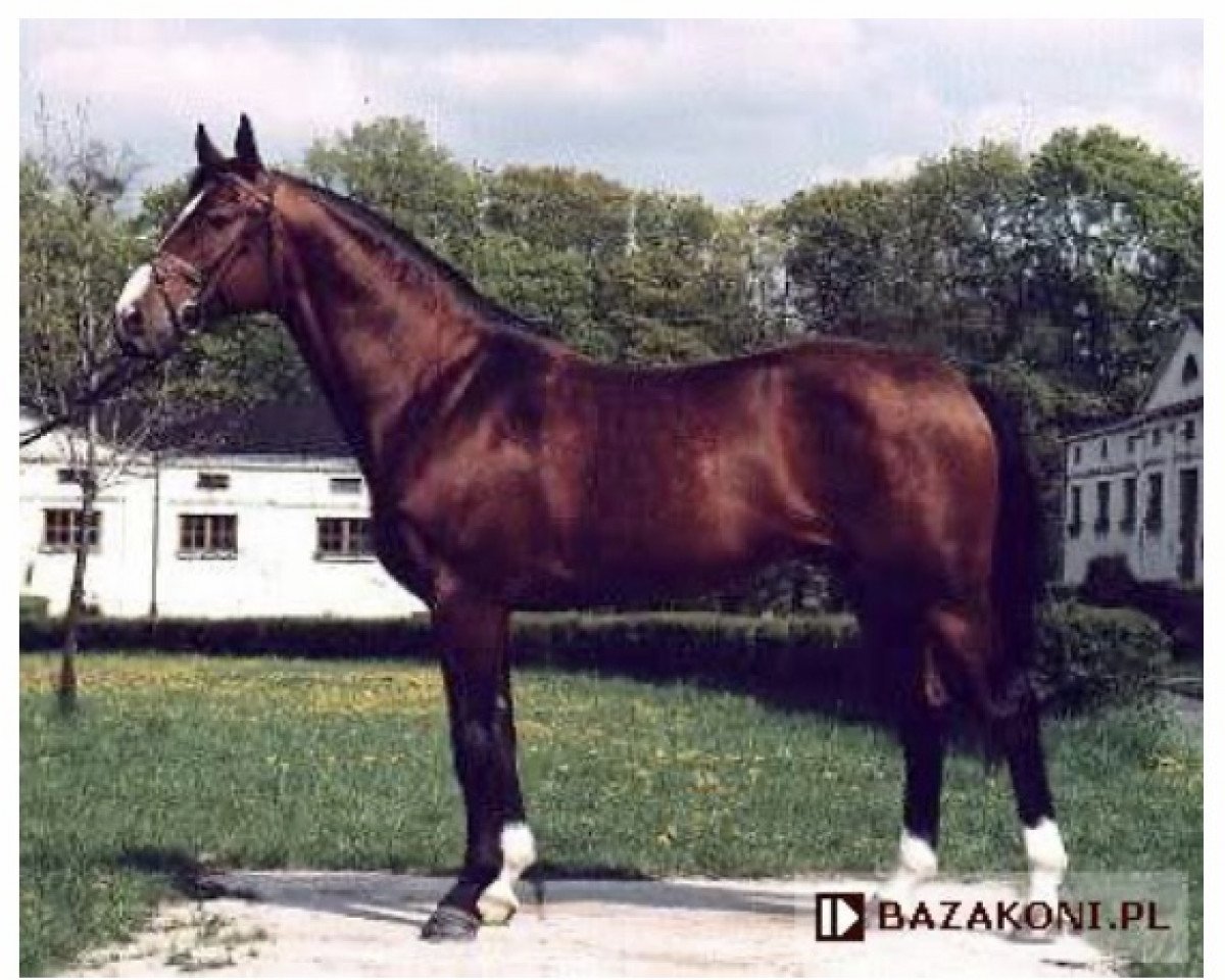 Deckhengst Barok (Malopolska, 1987, von Kwartet)