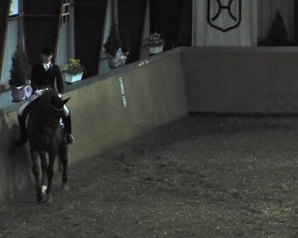 Dressurfestival Behrendorf 2015