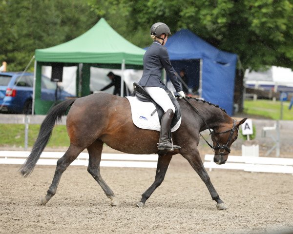 Pferd Lymerik's Lissy (Polnisches edles Halbblut, 2010, von Limeryk)