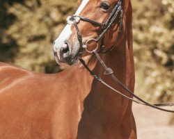 jumper Liberty Ass (Oldenburg show jumper, 2016, from New Quidam)