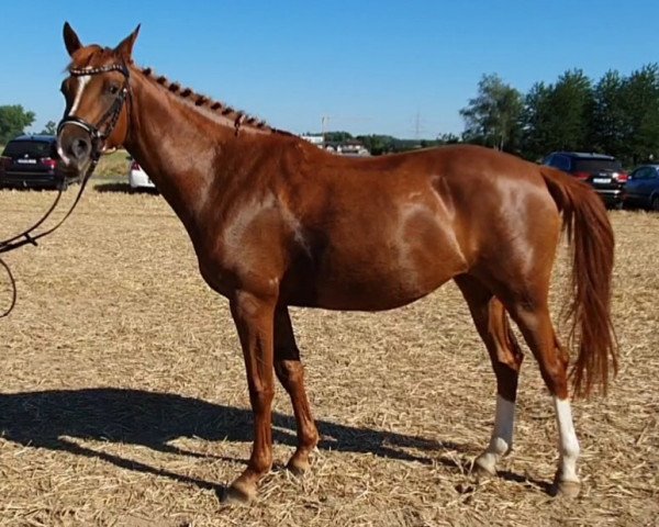 dressage horse Die da 18 (German Riding Pony, 2015, from D-Day AT)
