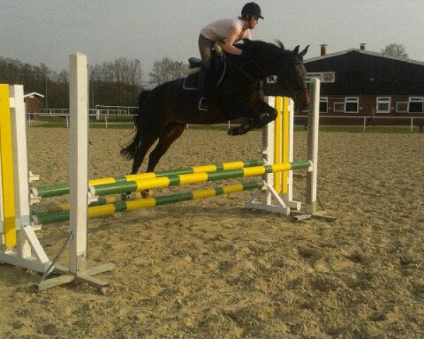 broodmare Esprit BW (Westphalian, 2007, from Ehrenpreis)