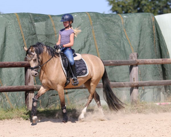dressage horse Die Eiskönigin B (German Riding Pony, 2017, from Dreiklang AT NRW)