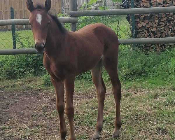 broodmare Grembeck's Rozabell (Westphalian, 2020, from Royal Doruto OLD)