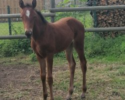 broodmare Grembeck's Rozabell (Westphalian, 2020, from Royal Doruto OLD)