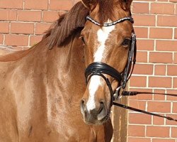 dressage horse Escolina B (Oldenburg, 2017, from Escolar)