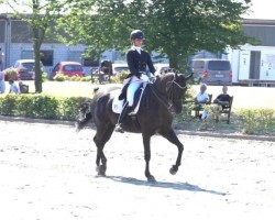 dressage horse Saint Tropez (Hanoverian, 2010, from Sarkozy 3)