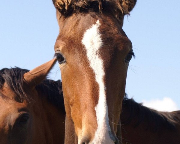horse Goldrush RF (Irish Sport Horse, 2017, from Glasgow van het Merelsnest)