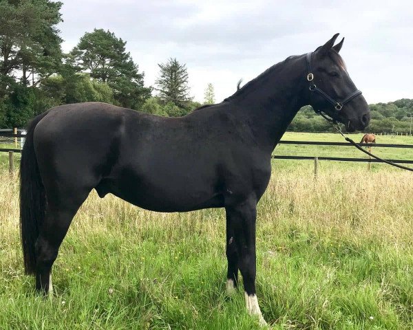 stallion Desert Storm Z (Zangersheide riding horse, 2018, from Dominator 2000 Z)