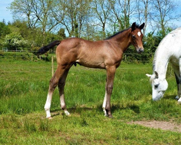 horse Zack Blue Z (Zangersheide riding horse, 2019, from Zirocco Blue)