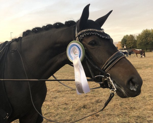 broodmare Jazzlin (Oldenburg, 2011, from Jazz Rubin)