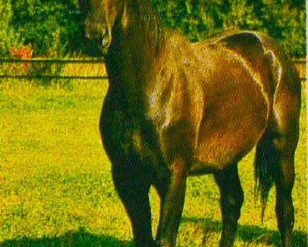 Cheval de saut What's That 2 (Hanovrien, 1998, de Weltmeyer)