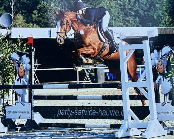 jumper Dequila Sunrise (Westphalian, 2015, from Dimaggio)