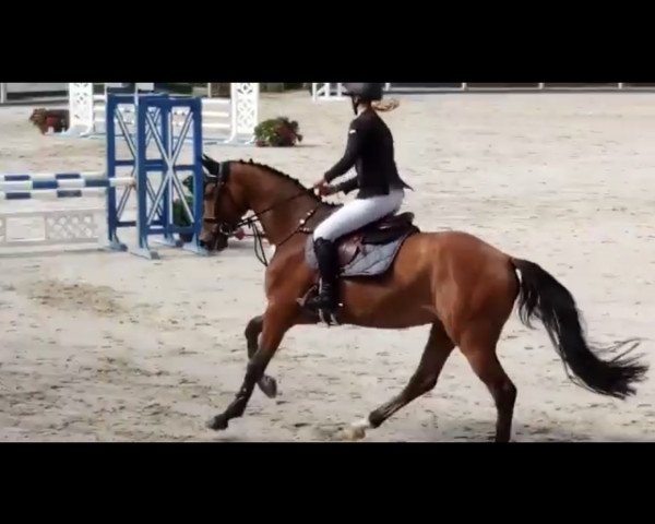 jumper Alf 337 (Westphalian, 2015, from Amantinus Dream)