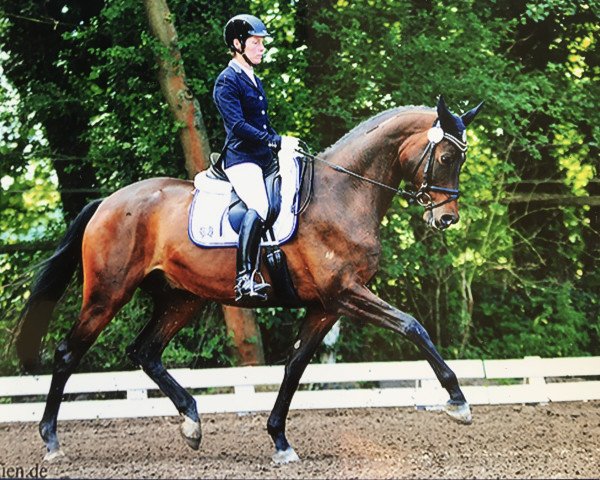 dressage horse Ulugbek (Trakehner, 2010, from Cadeau) dressage horse Ulugbek (Trakehner, 2010, from Cadeau)