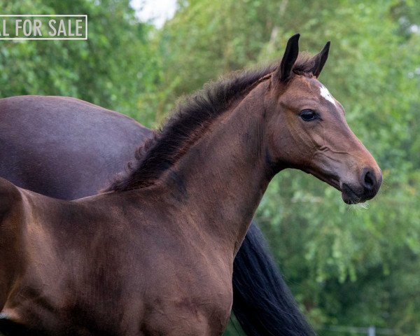 horse Christo Z (Zangersheide riding horse, 2020, from Classic Orange Z)