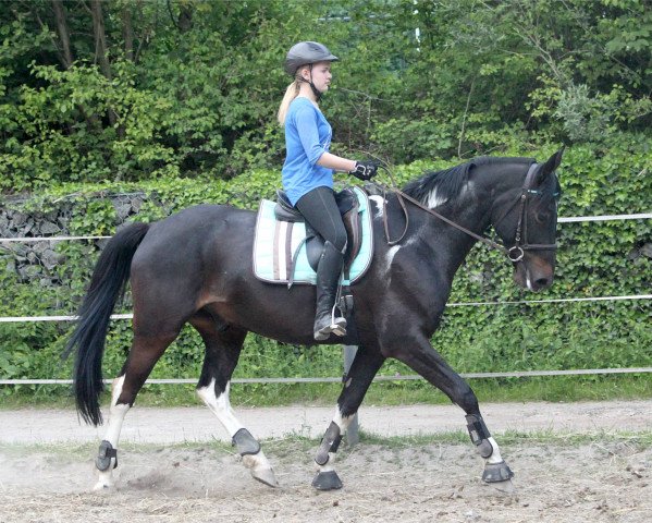 horse Brave Heart (Pinto / Hunter, 2007, from Brooklyn)
