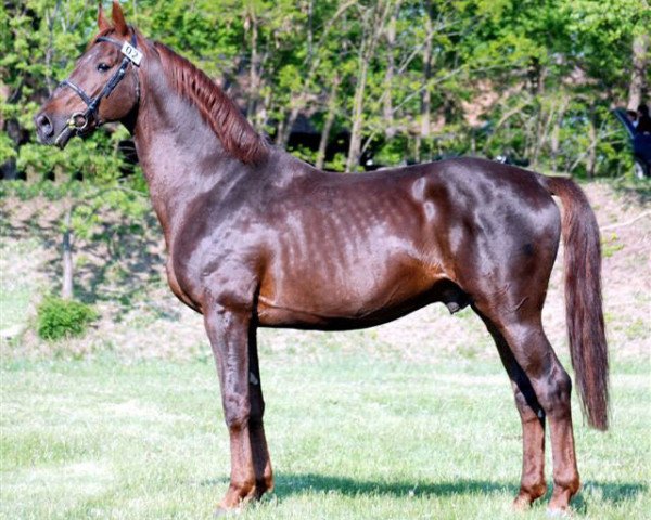 horse 3832 Gidran XI-32 Regölő (Gidran, 1997, from Gidran XI)