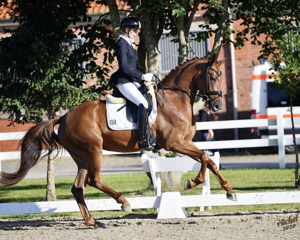 dressage horse Sweet Surprise M (Hanoverian, 2016, from Spörcken) dressage horse Sweet Surprise M (Hanoverian, 2016, from Spörcken)
