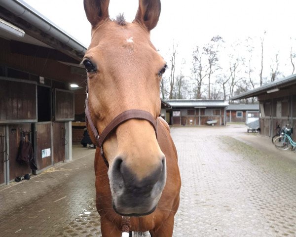 horse Anka 356 (KWPN (Royal Dutch Sporthorse), 2005, from Phin Phin) horse Anka 356 (KWPN (Royal Dutch Sporthorse), 2005, from Phin Phin)