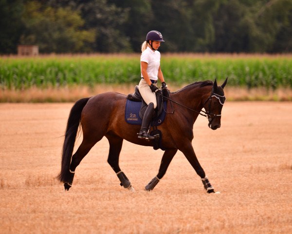 dressage horse Amant 28 (Polish Warmblood, 2012, from Huzar)