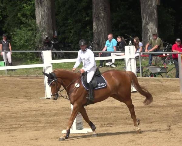 Torneo Equestre Königsbrunn-Fohlenhof/Schw. 2026