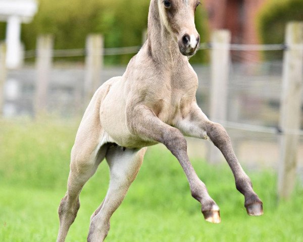 Pferd Smokey Joe Black (Deutsches Reitpony, 2020, von Jonker's Socrates)