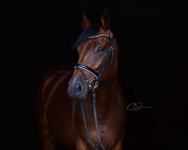 horse Don Camillo AR (Hanoverian, 2015, from Don Frederico)