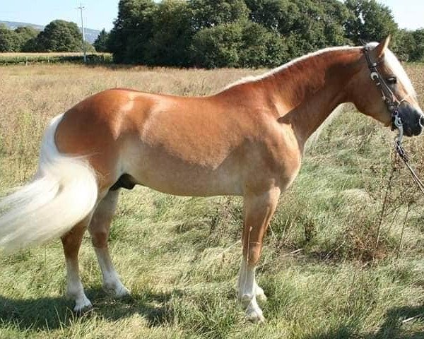stallion Nitrito Del Baldo - T (Aveligneser / Italian Haflinger, 2013, from Nepal - N) stallion Nitrito Del Baldo - T (Aveligneser / Italian Haflinger, 2013, from Nepal - N)