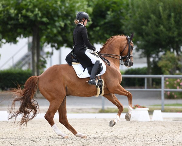 dressage horse Franz von Fidertanz (Rhinelander, 2009, from Fidertanz)