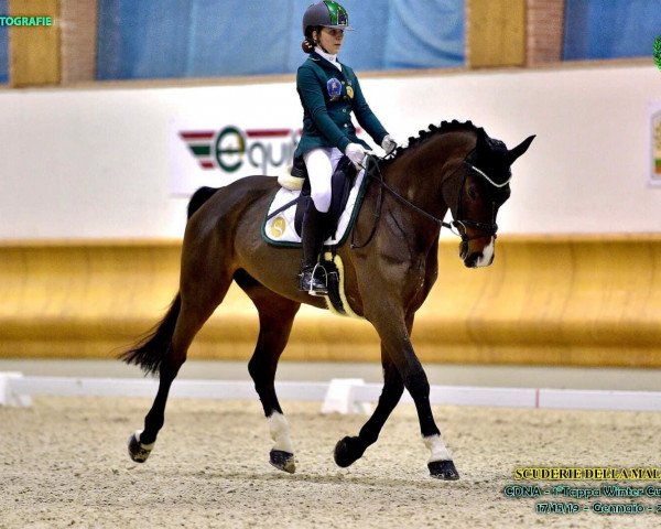 horse Arghentessa (German Warmblood, 2008, from Argentinus)
