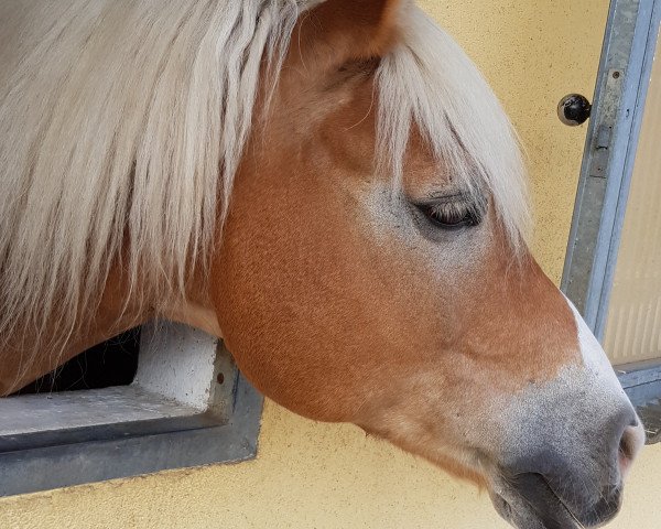 dressage horse Roland 140 (Haflinger, 2006, from Nokia)