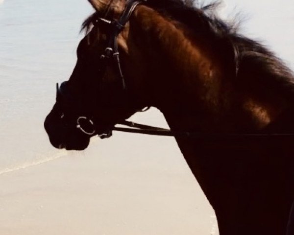 horse Finlay (Oldenburg, 2014, from Fürstenball)