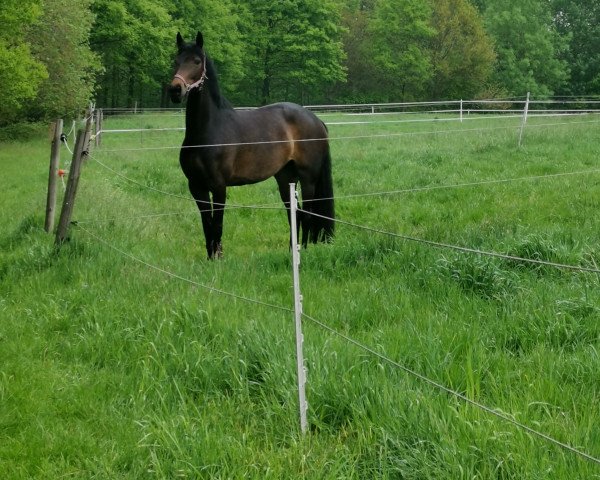 horse Rock-Marie (Rhinelander, 2015, from Rock Forever NRW) horse Rock-Marie (Rhinelander, 2015, from Rock Forever NRW)