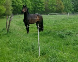 horse Rock-Marie (Rhinelander, 2015, from Rock Forever NRW)