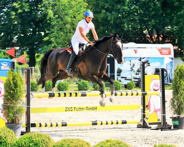 jumper Cherokee Cody (Swiss Warmblood, 2011, from Unbekannt SUI)