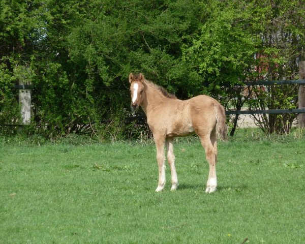 dressage horse Da Vinci Leonardo 2 (German Riding Pony, 2011, from Dornik B)