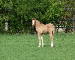 Dressurpferd Da Vinci Leonardo 2 (Deutsches Reitpony, 2011, von Dornik B)
