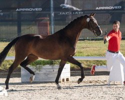 broodmare Val des Prés (Westphalian, 2017, from Vivaldi)
