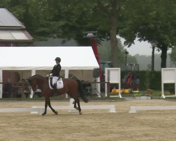 Reitturnier Everswinkel 2026