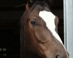 horse Leandro (Trakehner, 2015, from Kapriolan F)