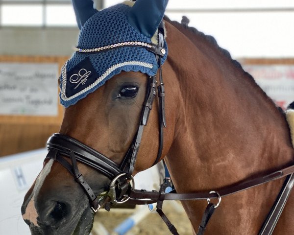 stallion Speycksbosch Dirk (Nederlands Welsh Ridepony, 2013, from Fleuramo's Justin)