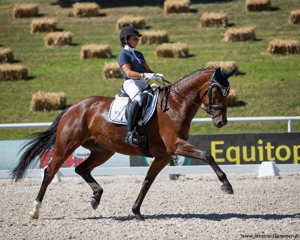 dressage horse Lovely Lucy 3 (German Sport Horse, 2014, from Lord Leopold 7)