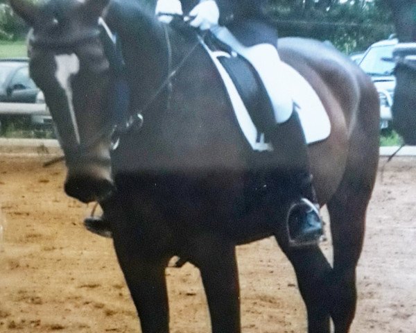 horse Remington.K. (Westphalian, 1990, from Rosenkavalier)