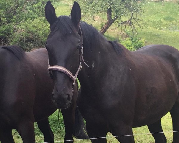 horse Nessaya (German Sport Horse, 2018, from Destano)