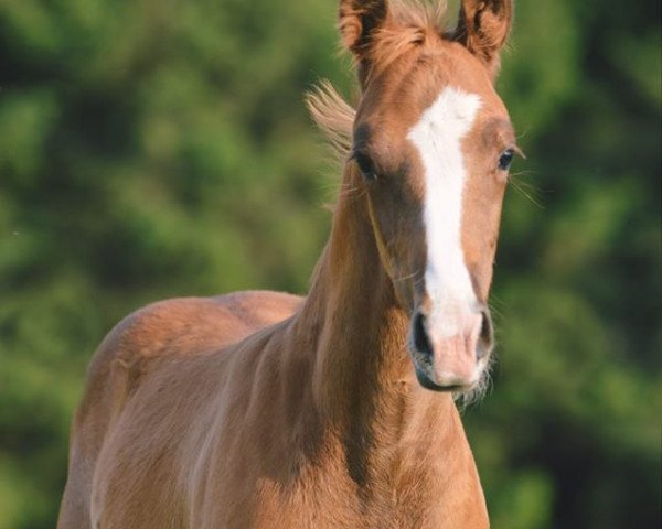 Pferd Florence Gold (Hannoveraner, 2020, von For Gold OLD)