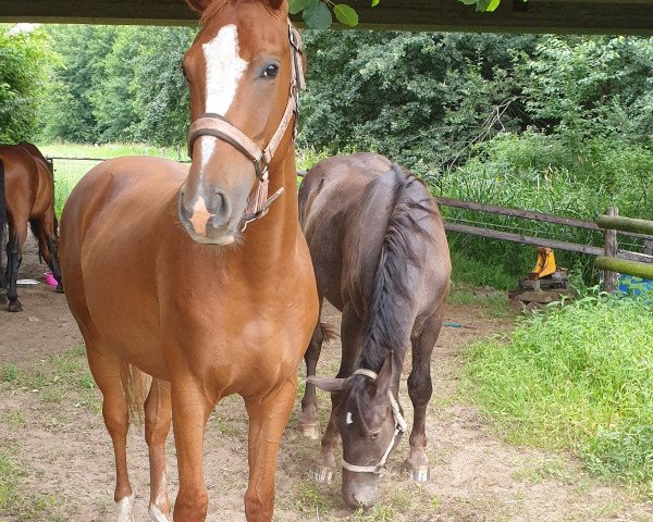 horse Impuls (German Sport Horse, 2018, from Ikarus 378)