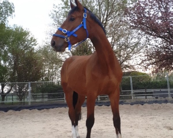jumper Dublin (Westphalian, 2016, from Don Diarado)