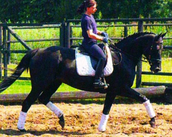 Klacz hodowlana Belinda (Oldenburski, 1998, od Luigi xx)
